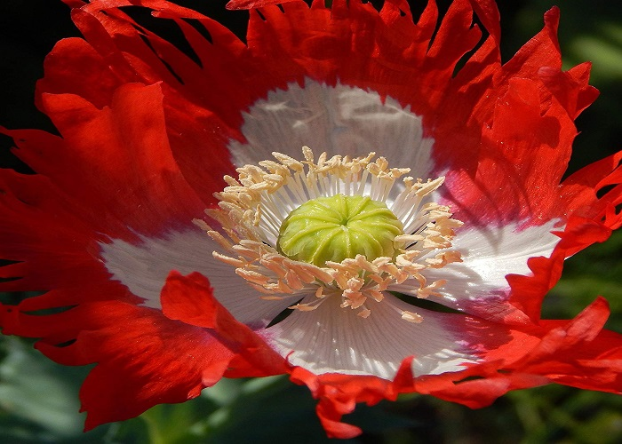 Danish Flag Papaver somniferum seed pods ripening in garden