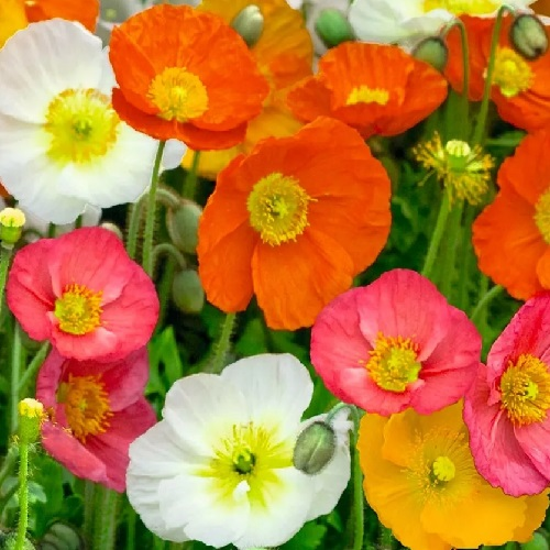 Mixed soft pastel watercolor blooms of Icelandic Poppies in a cottage garden setup