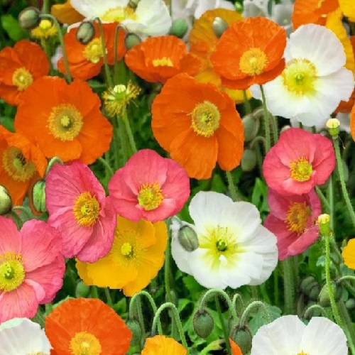 Delicate long flower stems of pink and lemon yellow Papaver nudicaule stems