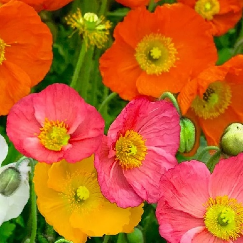 Close up view of translucent pastel coral and yellow Icelandic poppy petals