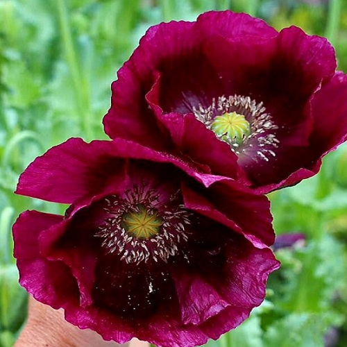 Deep rich purple petals of Lauren's Grape Papaver Somniferum Poppy bloom
