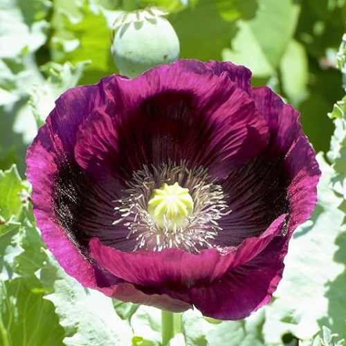 Heirloom seed pod harvest from Papaver Somniferum Lauren's Grape poppy