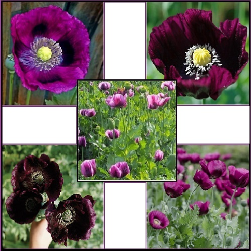 Mixed Purple Passion Poppy Seeds Mix Consisting of Lauren's Grape, After Midnight and Hungarian Breadseed Poppy Seeds