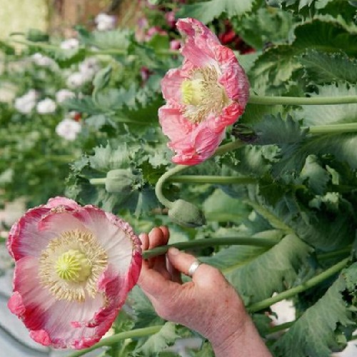 Qi's Bowling Ball Stratified Papaver Somniferum Poppy Seeds