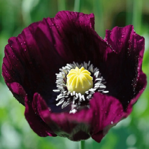 After Midnight Poppy Seeds