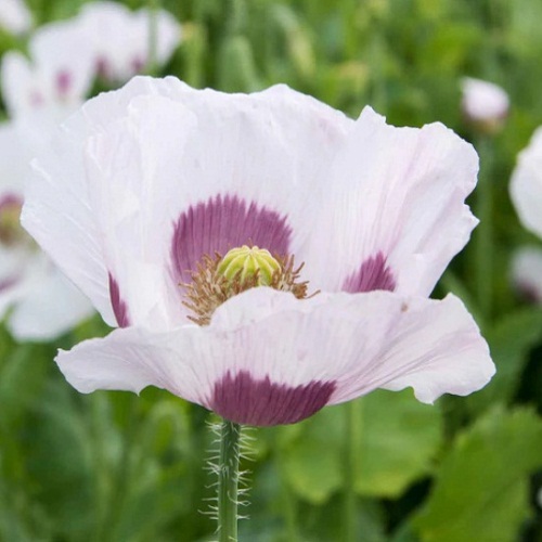 Blue Moon Poppy Flower Seeds
