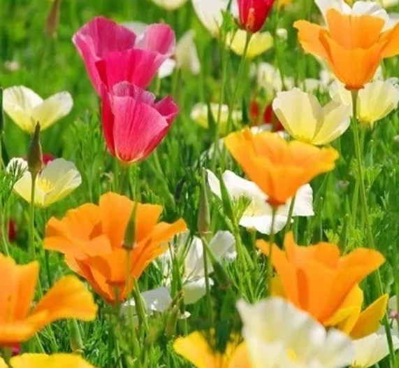 Mixed Colors California Poppy Seeds
