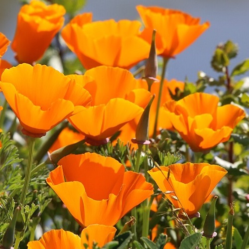 Orange California Poppy Seeds