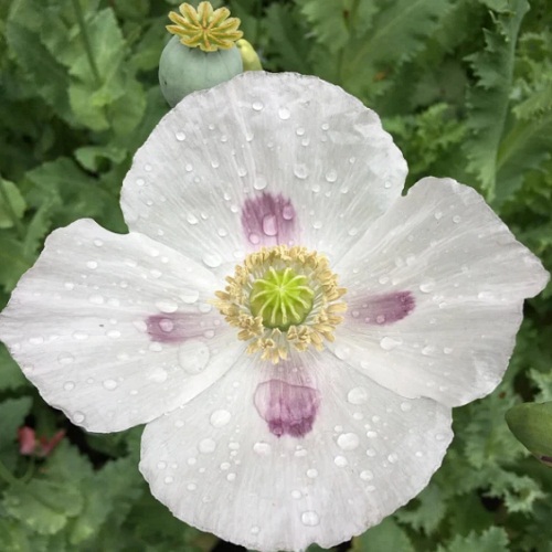 Czech Republic Poppy Seeds