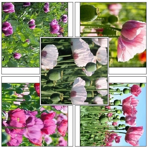 Mixed Imported European Poppy Seeds