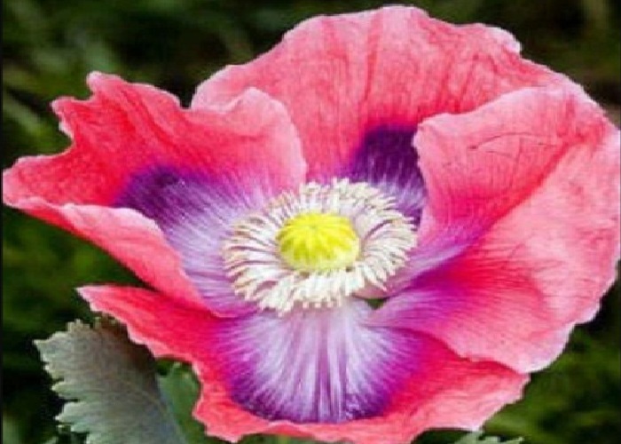 Hens and Chicks, Also Know As Hens and Chickens, Poppy Seeds