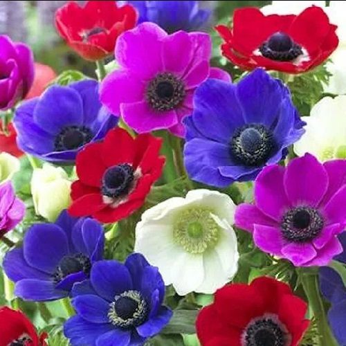 Mixed Colors Tibetan Poppy Seeds Imported From Bhutan