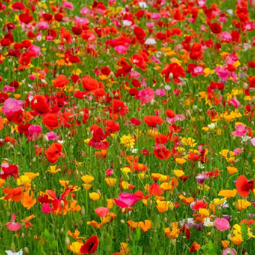 Poppy Power Annual and Perennial Poppy Seed Mix