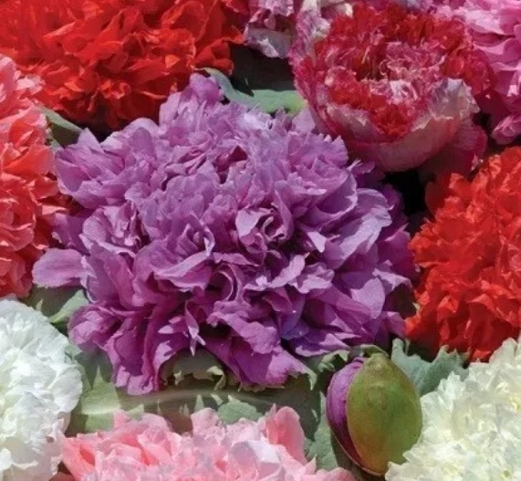 Peony Doubles Mixed Poppy Seeds