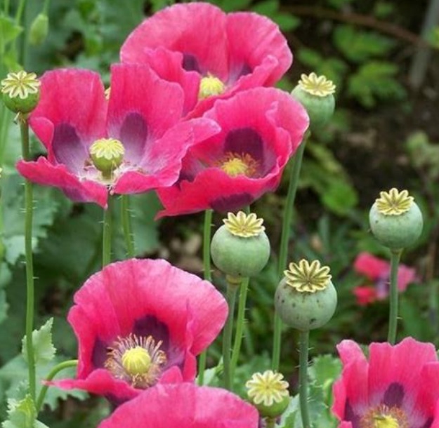 Pepper Box Poppy Seeds