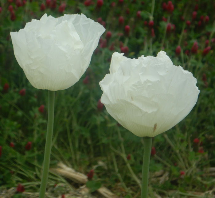Imported Peshawar White Poppy Seeds