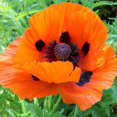 Prince of Orange Oriental Poppy Seeds