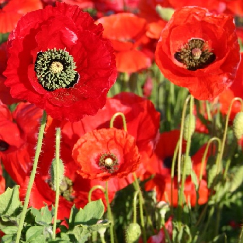 American Legion Flander's Field Poppy Seeds