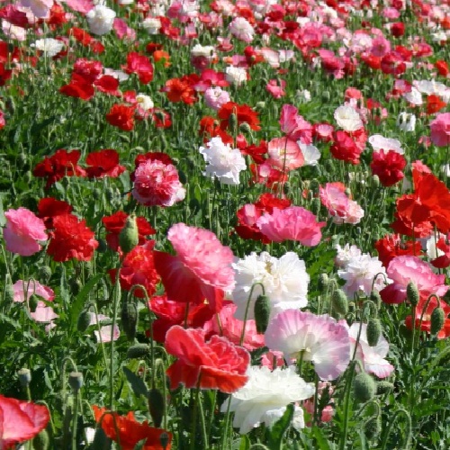 Shirley Doubles Mixed Poppy Seeds