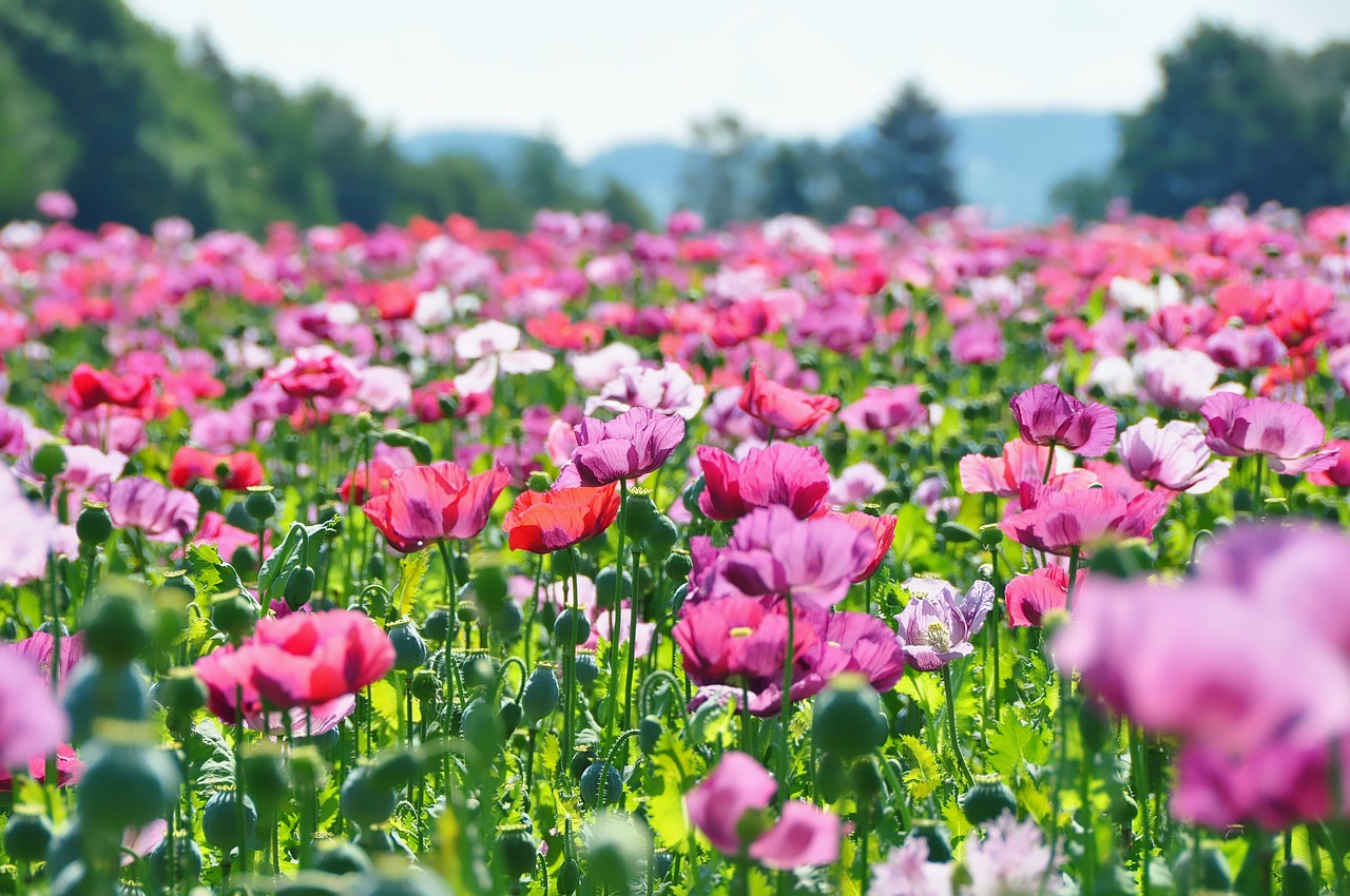 Mixed Solid Hues Poppy Seeds