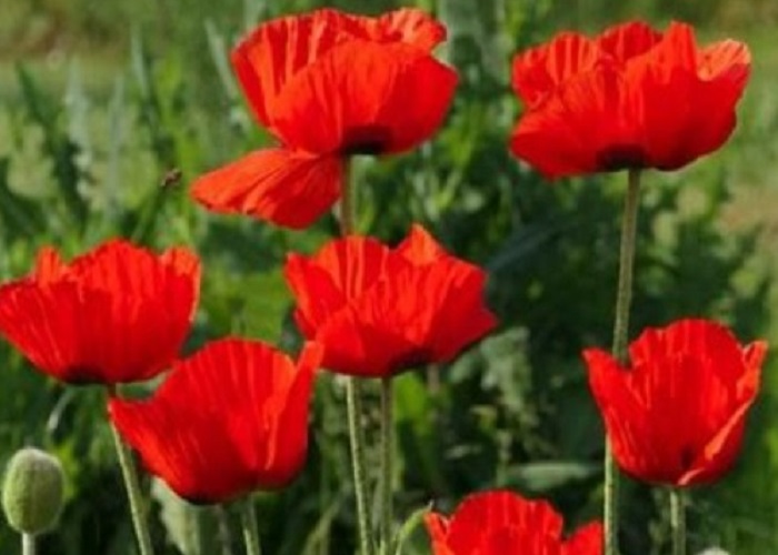 Turkish Tulip Poppy Seeds