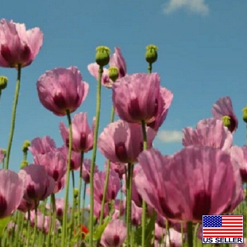 Imported Turkish Poppy Seeds