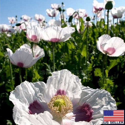Imported Tasmanian Poppy Seeds