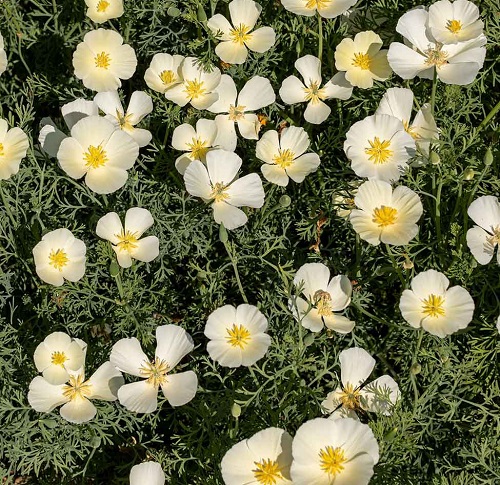 ./poppy-white-linen-shk-3_1783828576359