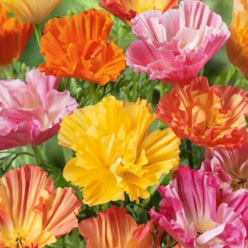 California Poppy Ballerina Mix