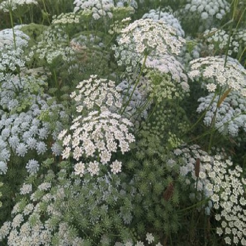 Bishop's Flower