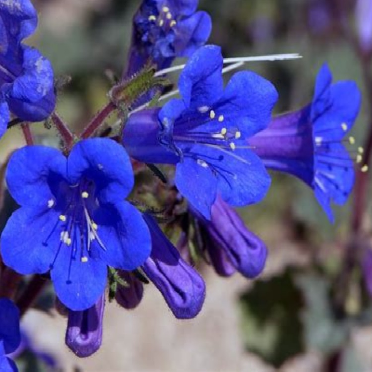 Bluebell