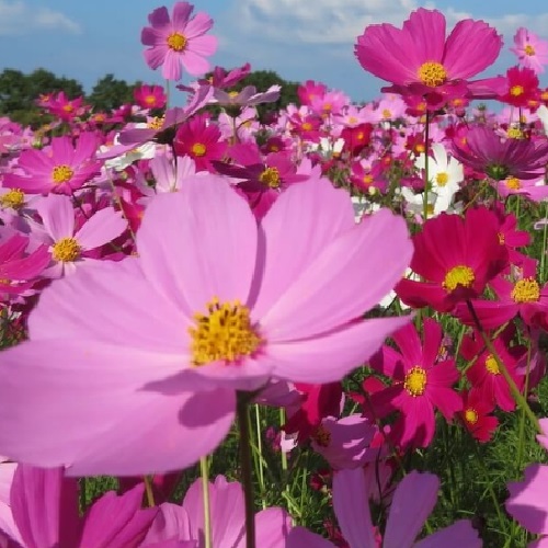 Sensations Mix Cosmos