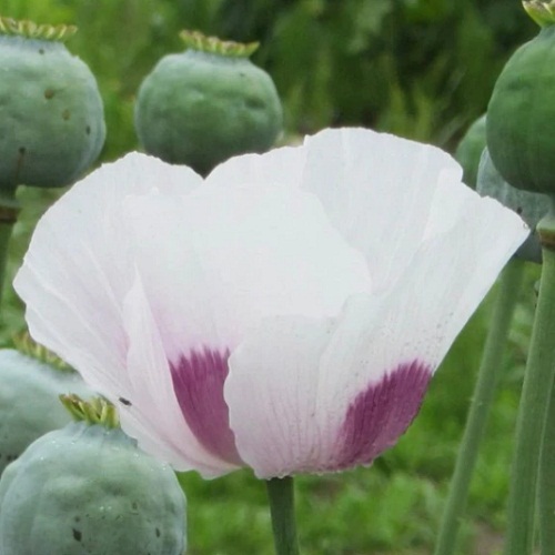 Poppy - Czech Republic X