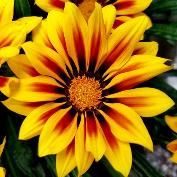 Gazania Splendens