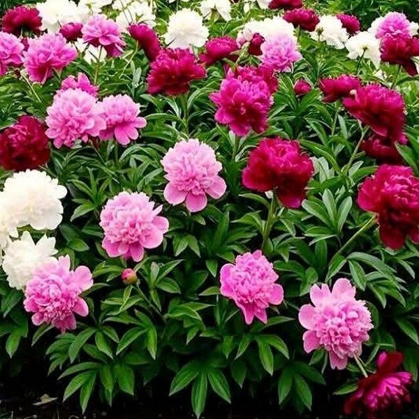 Candytuft - Mixed