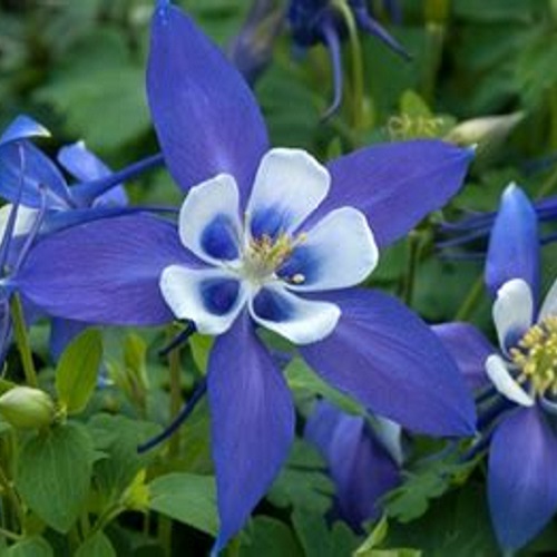 Rocky Mountain Blue Columbine