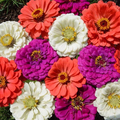 Zinnia – Under The Sea