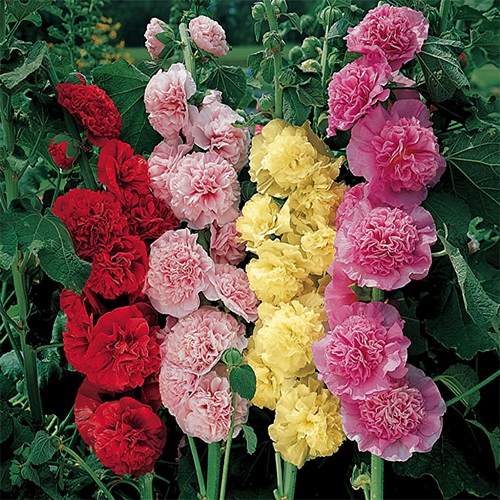 Hollyhock - Summer Carnival Mix